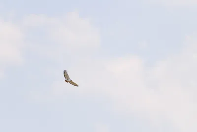 DSC_3630 (Large).JPG